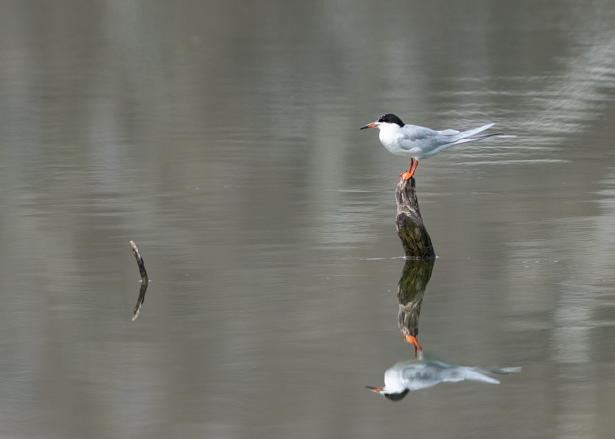 Forster's Tern - Sheila and Ed Bremer