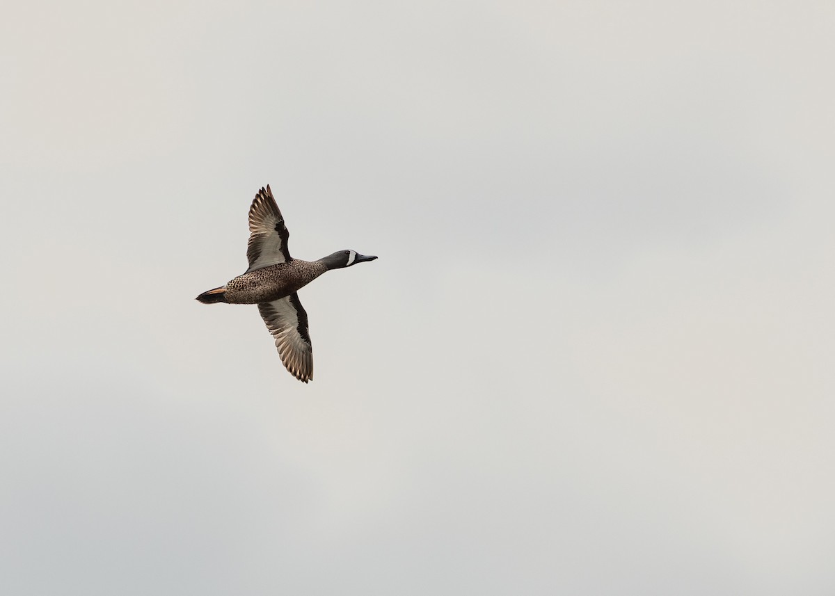 Blue-winged Teal - ML149429091