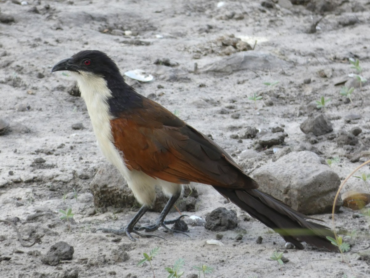 Coppery-tailed Coucal - Laurie Koepke