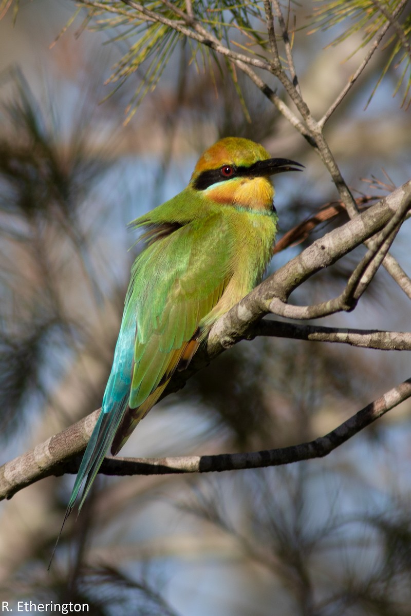 Rainbow Bee-eater - Rohan Etherington