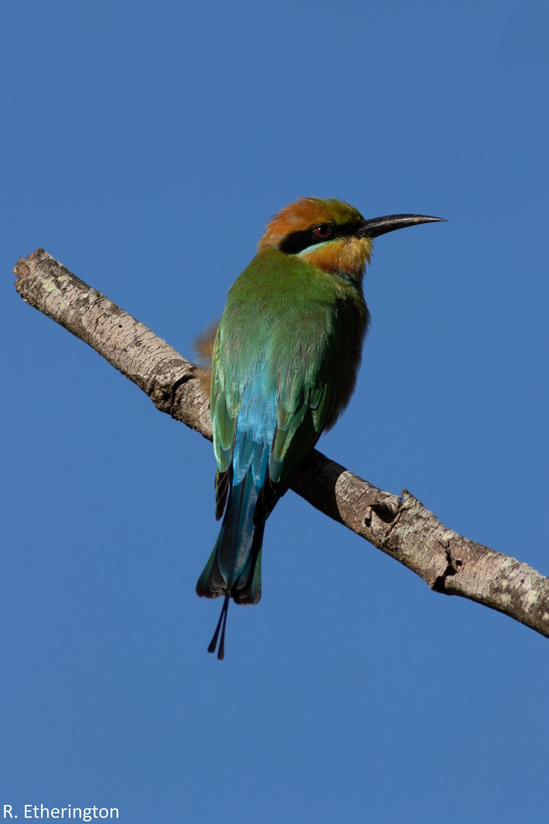 Rainbow Bee-eater - Rohan Etherington