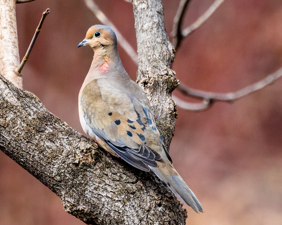 Mourning Dove - Michael Foster