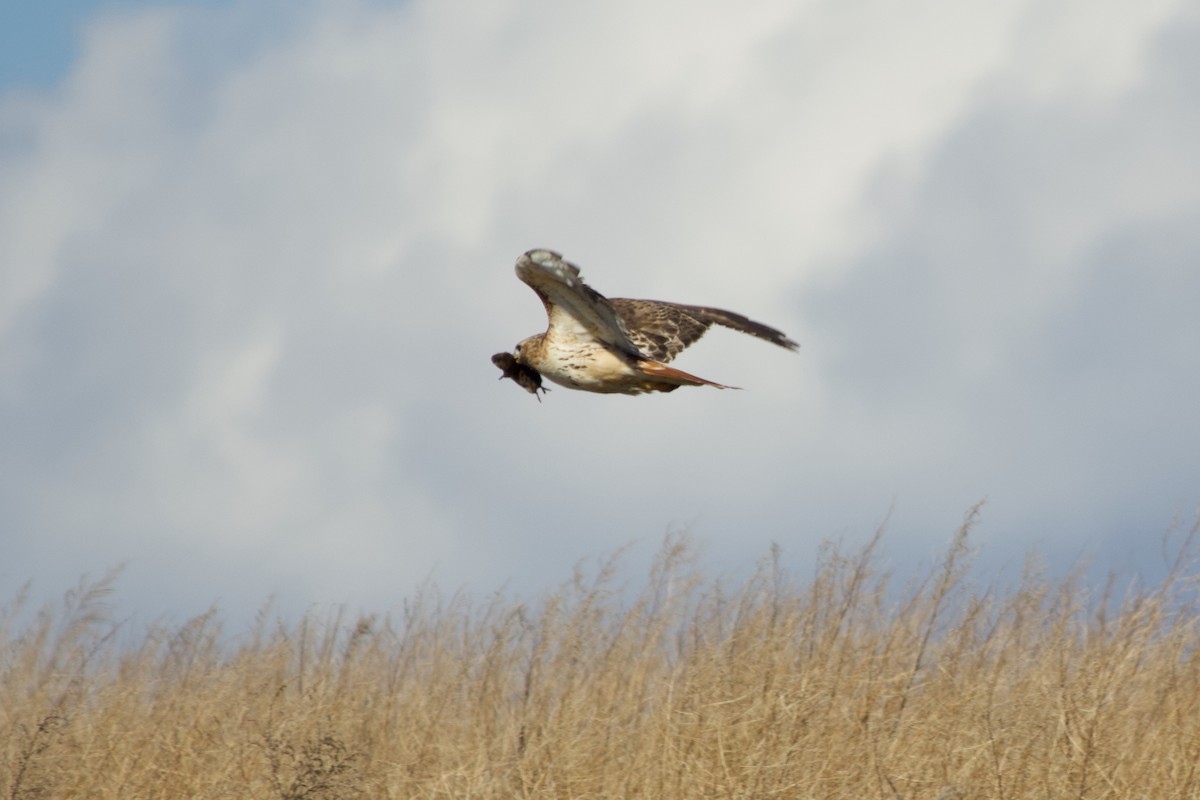 Red-tailed Hawk - ML149439111