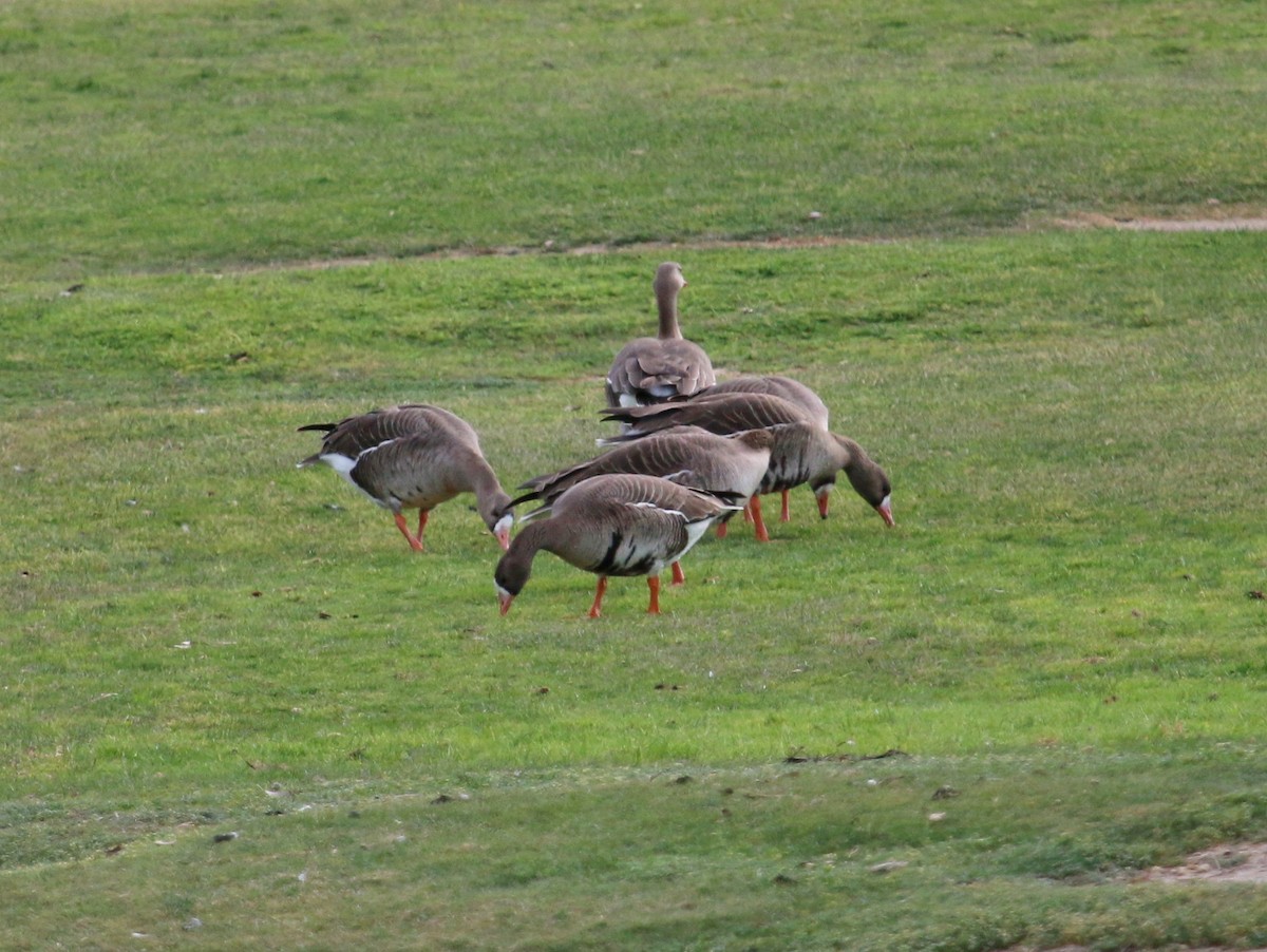 Greater White-fronted Goose - ML149439461