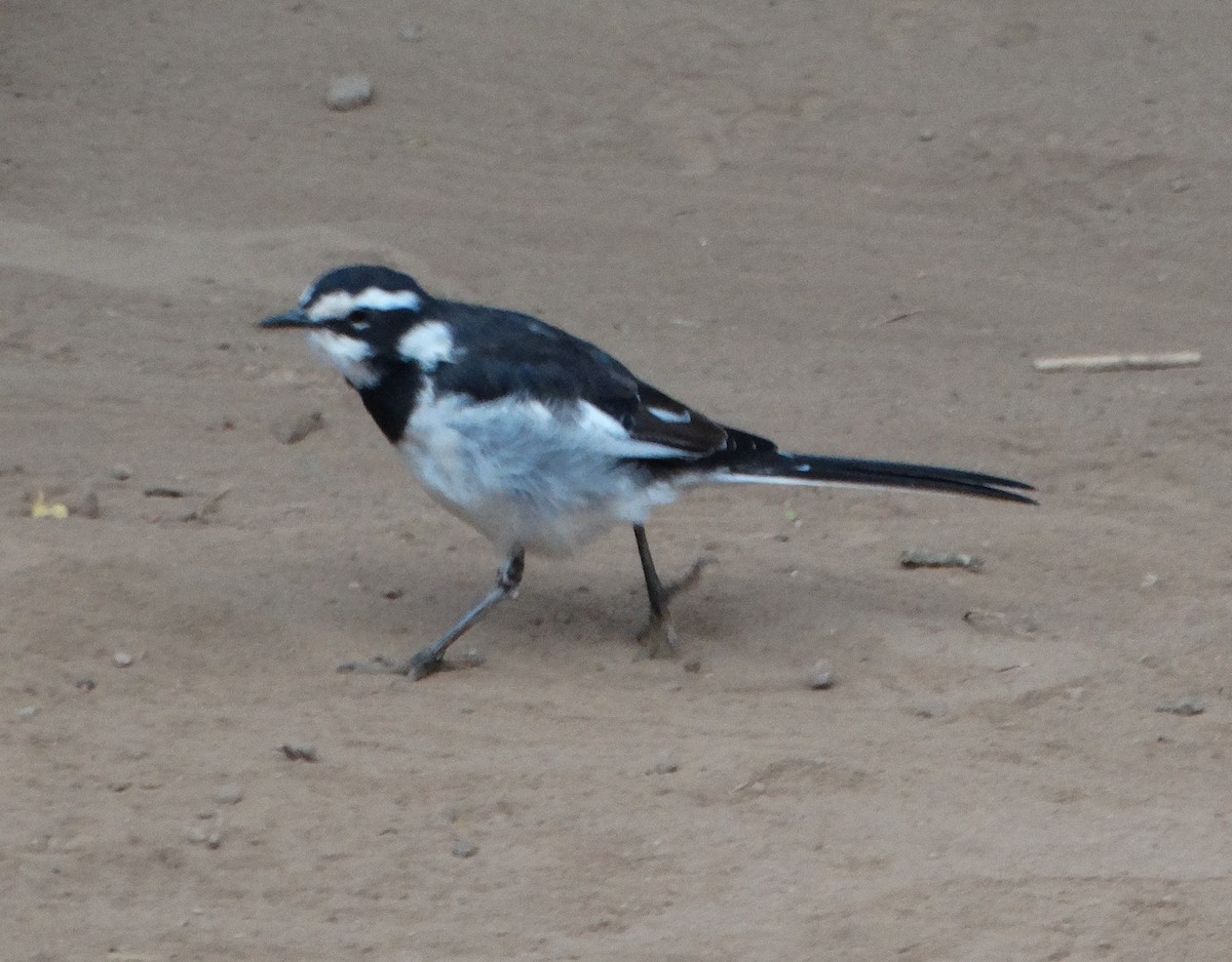 African Pied Wagtail - ML149440401