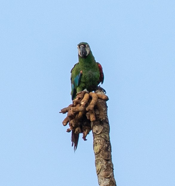 Chestnut-fronted Macaw - Susan Mac