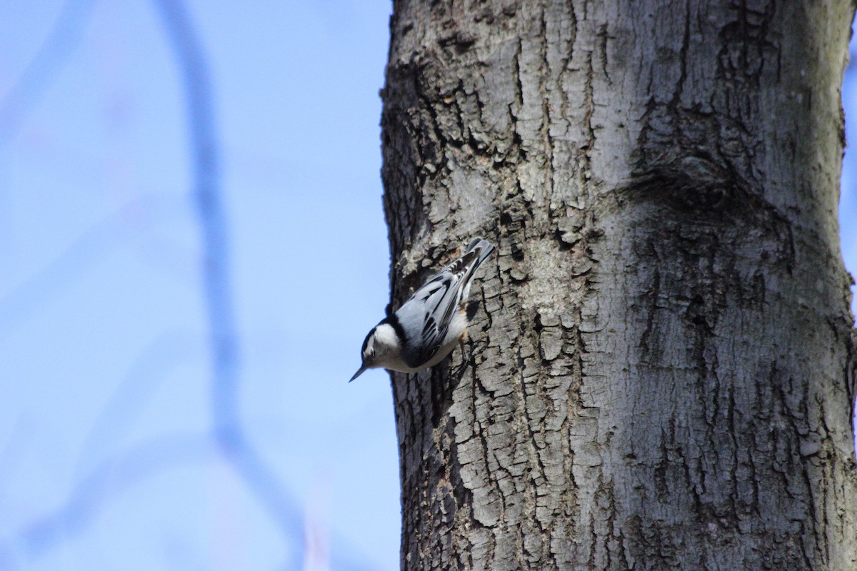 White-breasted Nuthatch - ML149444041