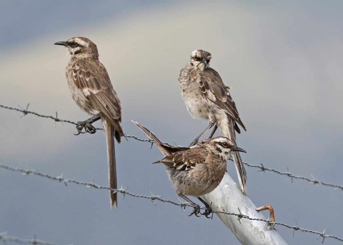 Long-tailed Mockingbird - Charlotte Byers