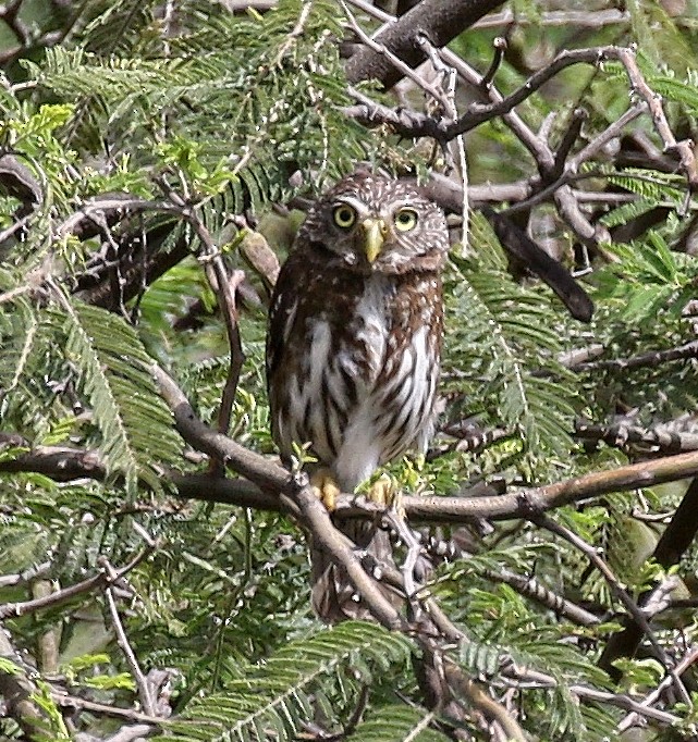 Peruvian Pygmy-Owl - Charlotte Byers