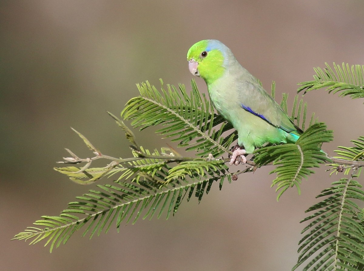 Pacific Parrotlet - Charlotte Byers