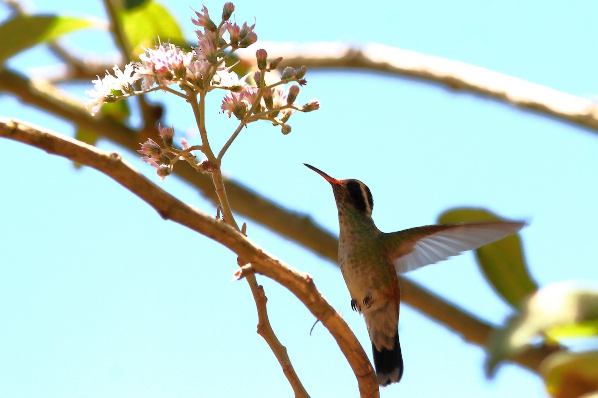 White-eared Hummingbird - ML149446081