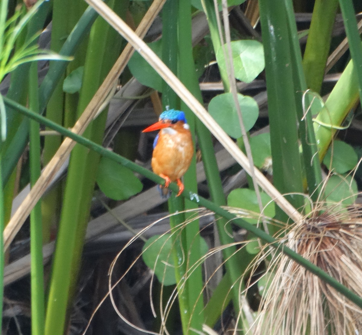 Malachite Kingfisher (Mainland) - ML149448531