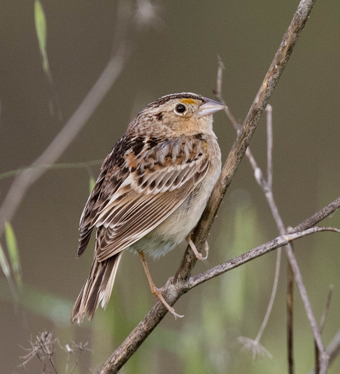 Grasshopper Sparrow - ML149449421