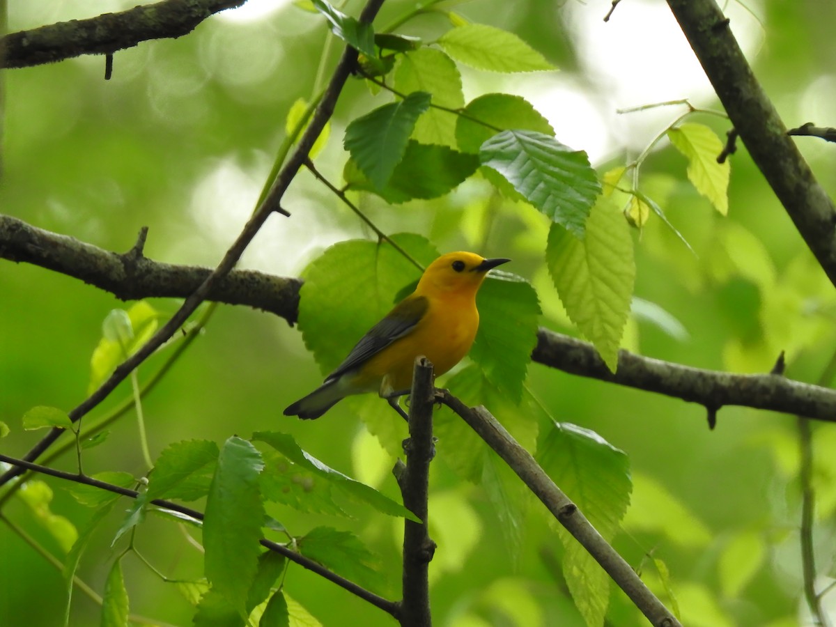 Prothonotary Warbler - Lucy Jacobson