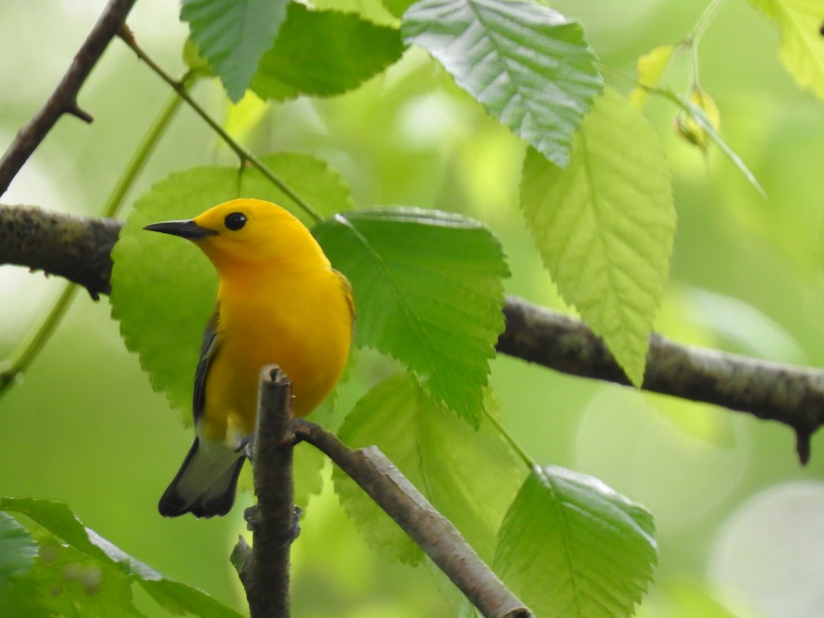 Prothonotary Warbler - Lucy Jacobson