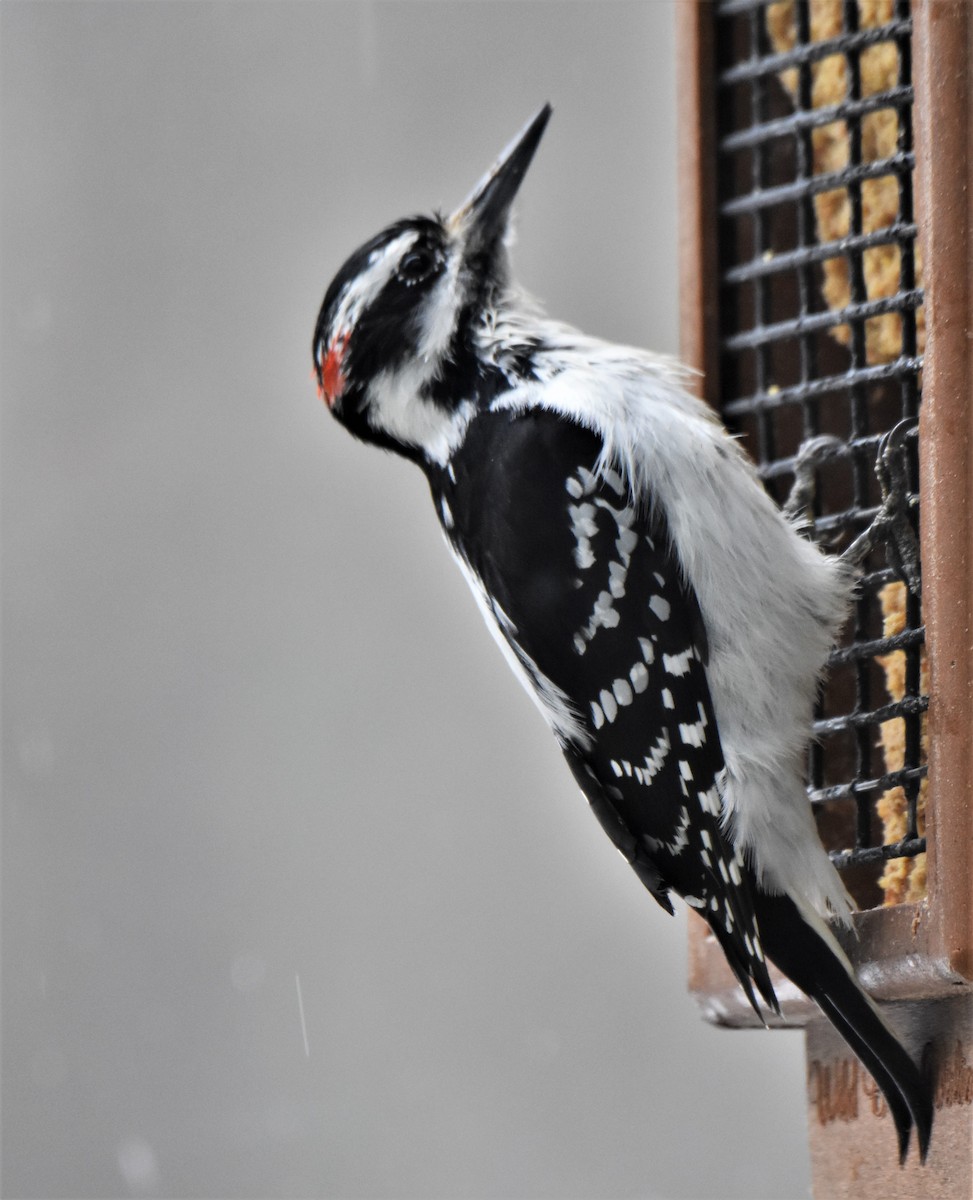 Hairy Woodpecker - ML149456711