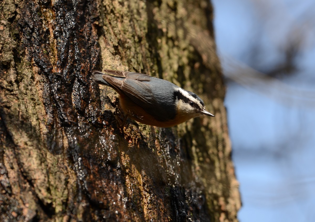 Red-breasted Nuthatch - Shelley Funai
