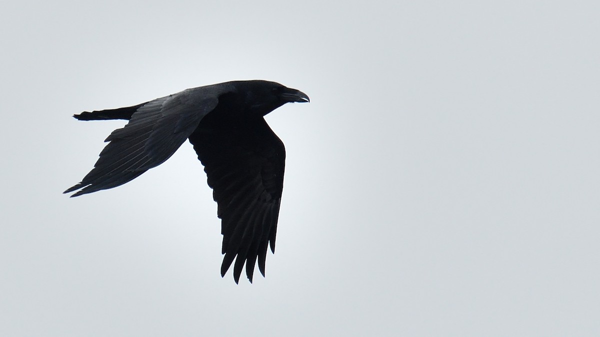 Common Raven - Yves Darveau