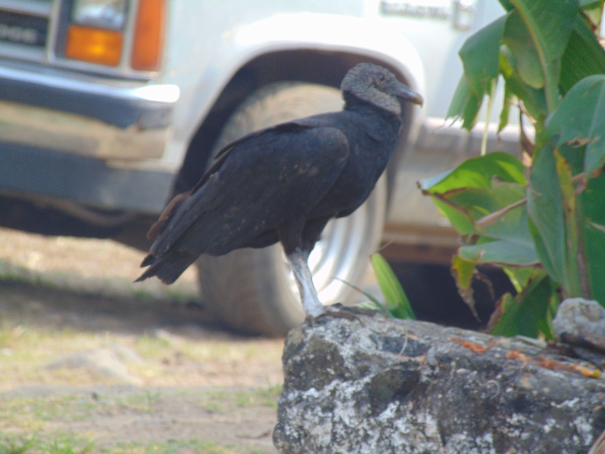 Black Vulture - Daisy Marina Cuevas