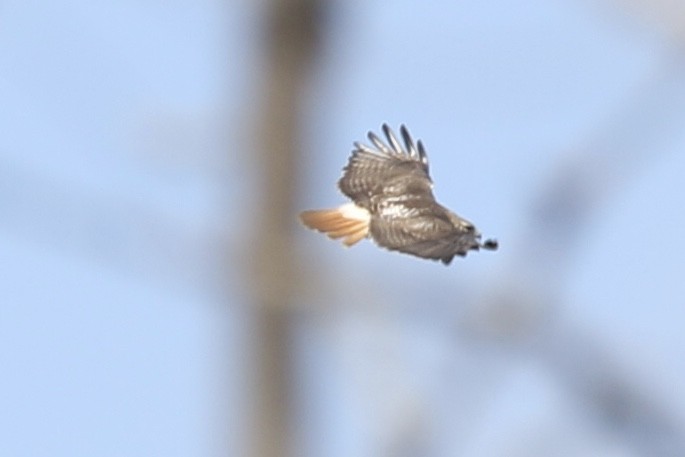 Red-tailed Hawk - ML149463751