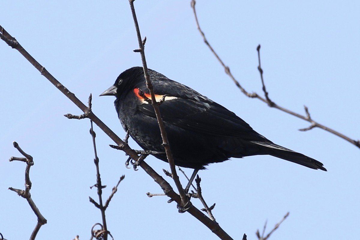 Red-winged Blackbird - ML149464251