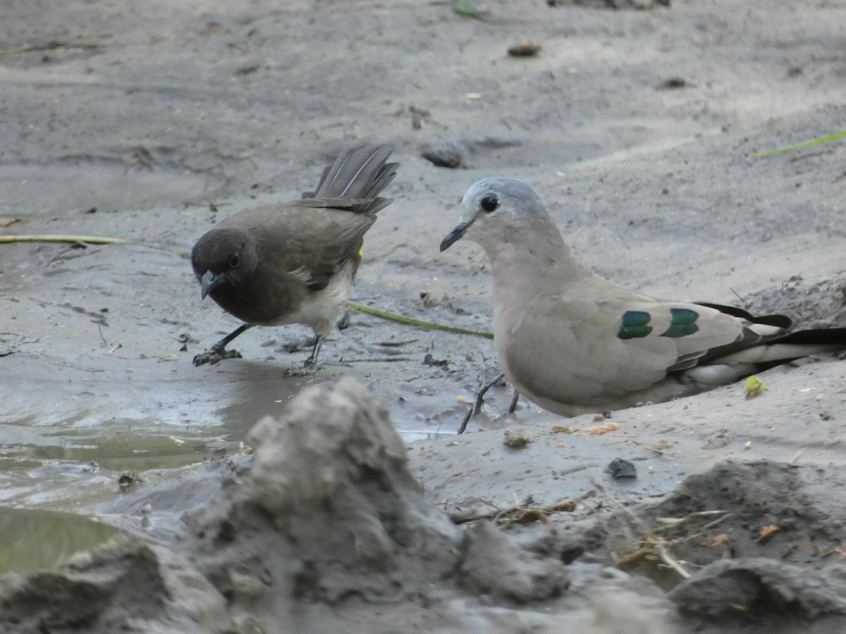 Emerald-spotted Wood-Dove - Laurie Koepke