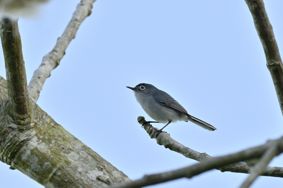 Blue-gray Gnatcatcher (Cozumel) - ML149473591