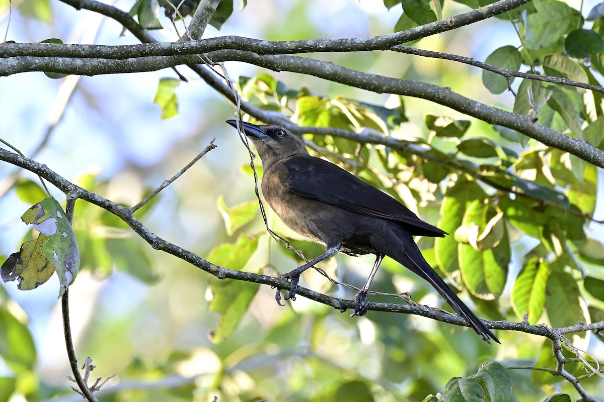 Great-tailed Grackle - ML149474161