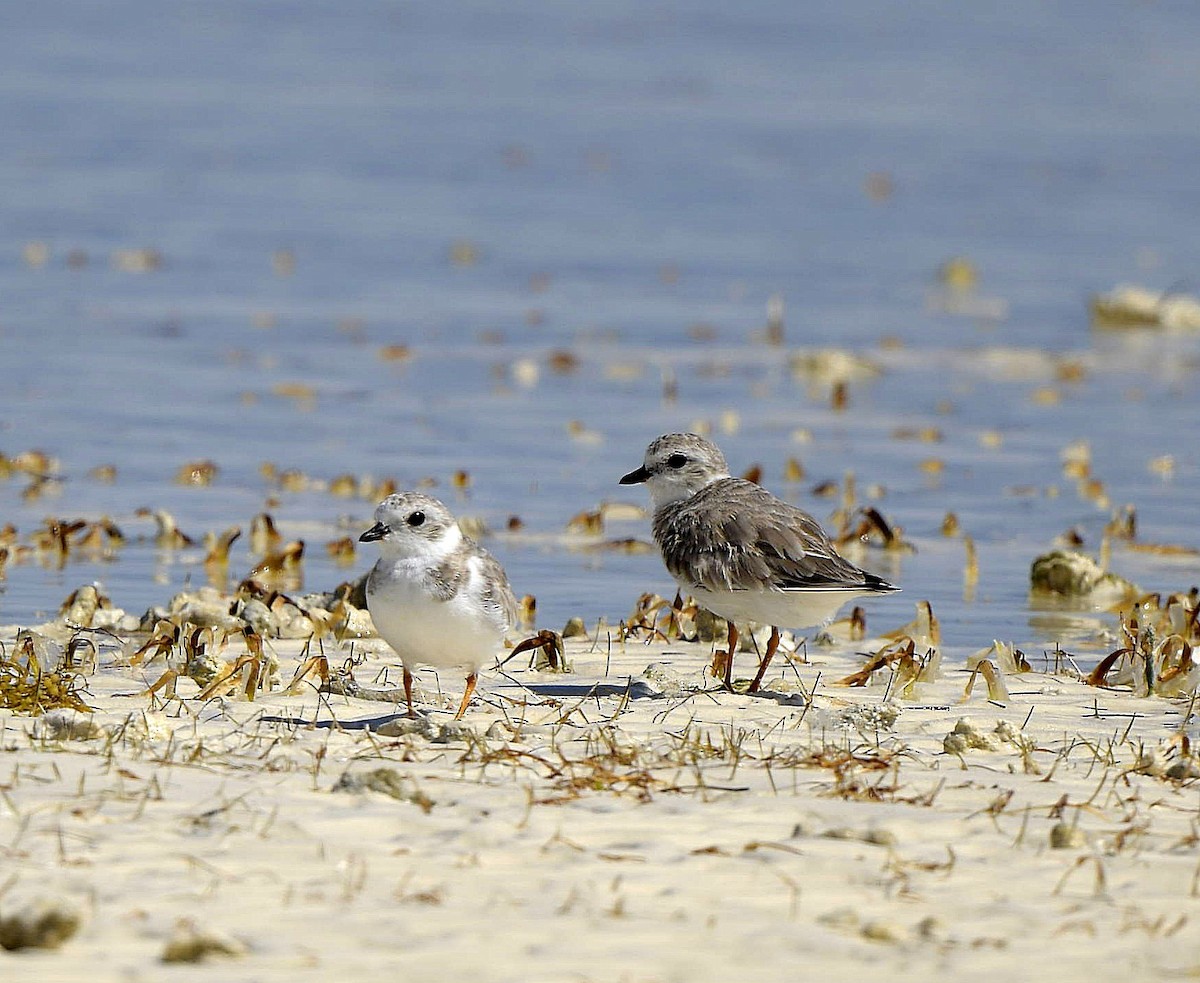 Piping Plover - ML149477151