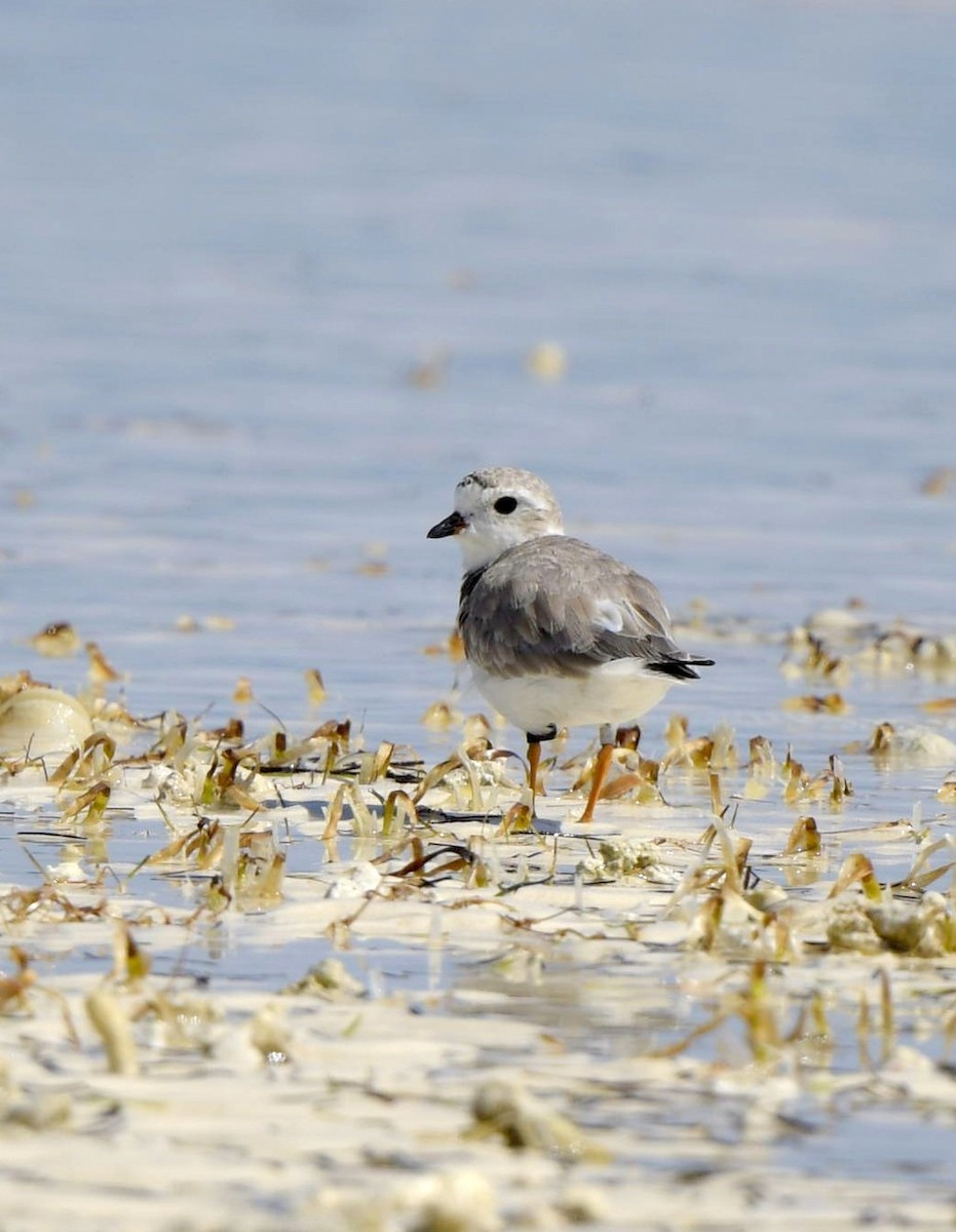 Piping Plover - ML149477221
