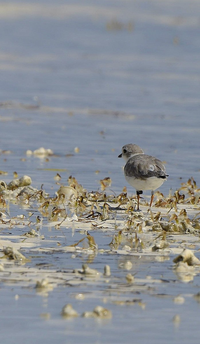 Piping Plover - ML149477231