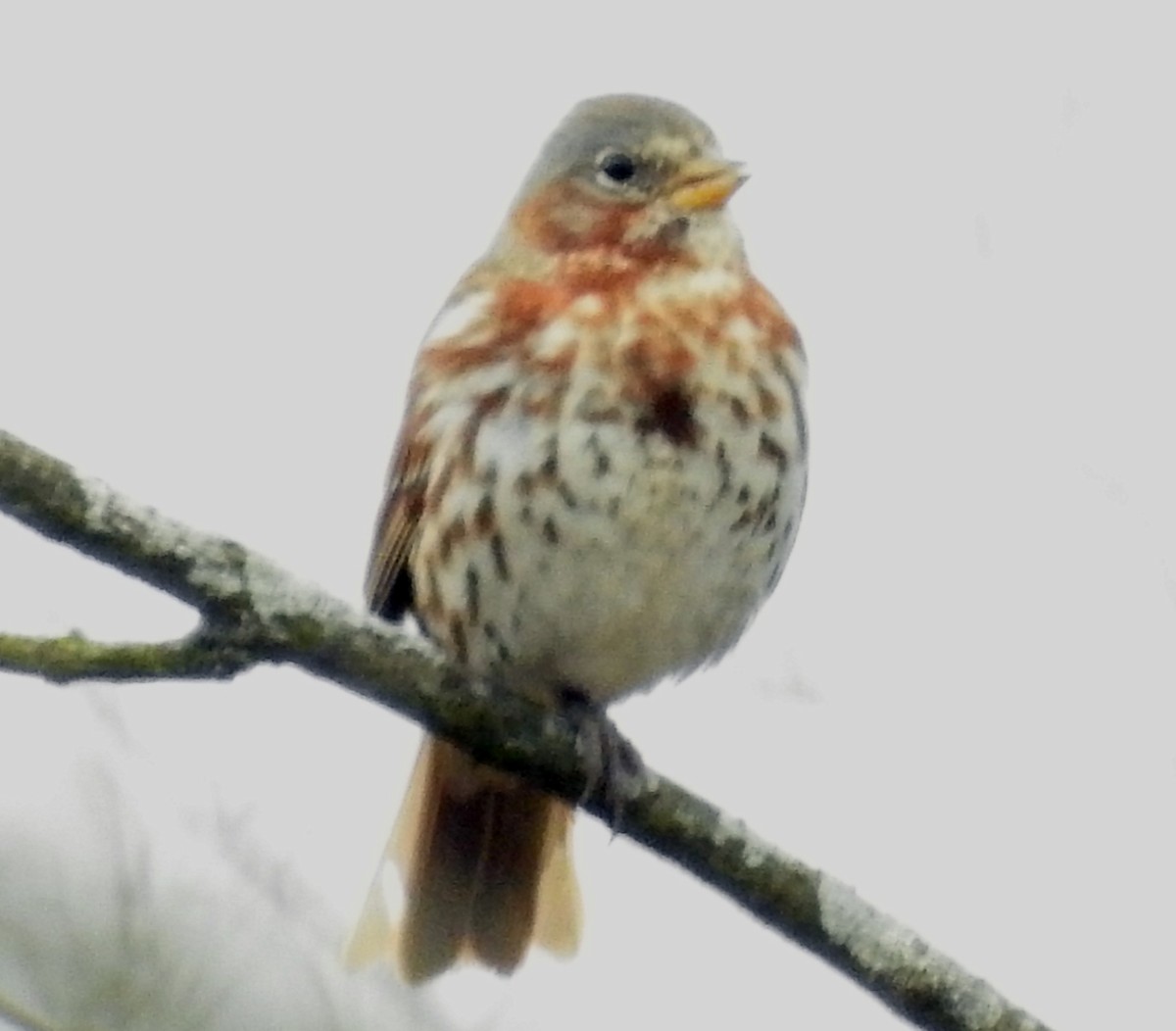 Fox Sparrow (Red) - ML149479121