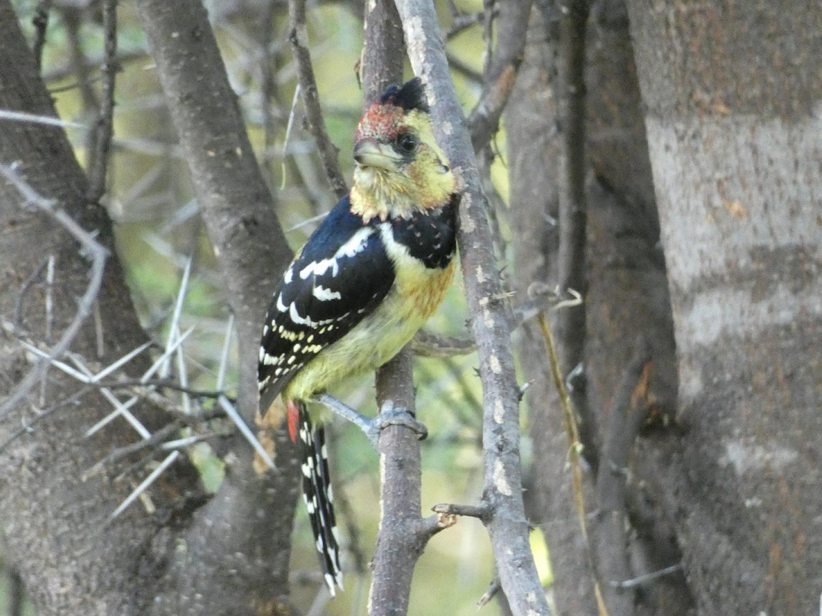 Crested Barbet - Laurie Koepke