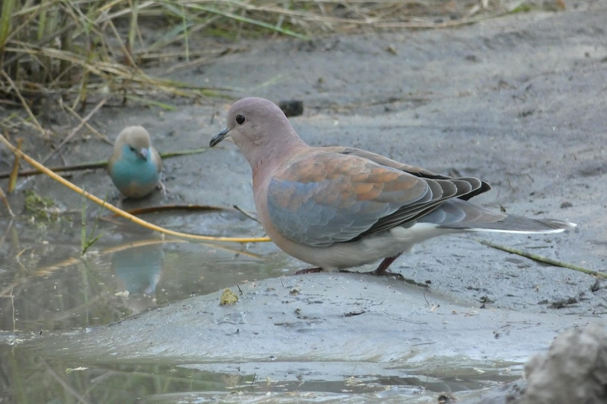 Laughing Dove - ML149480591