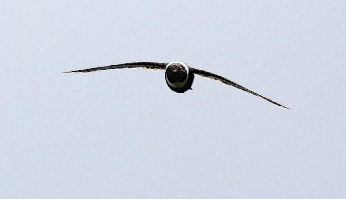 White-collared Swift - Charlotte Byers