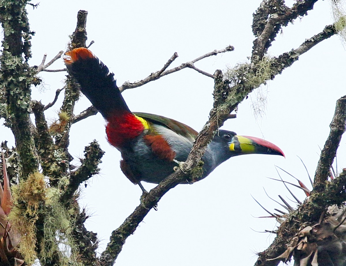 Gray-breasted Mountain-Toucan - Charlotte Byers
