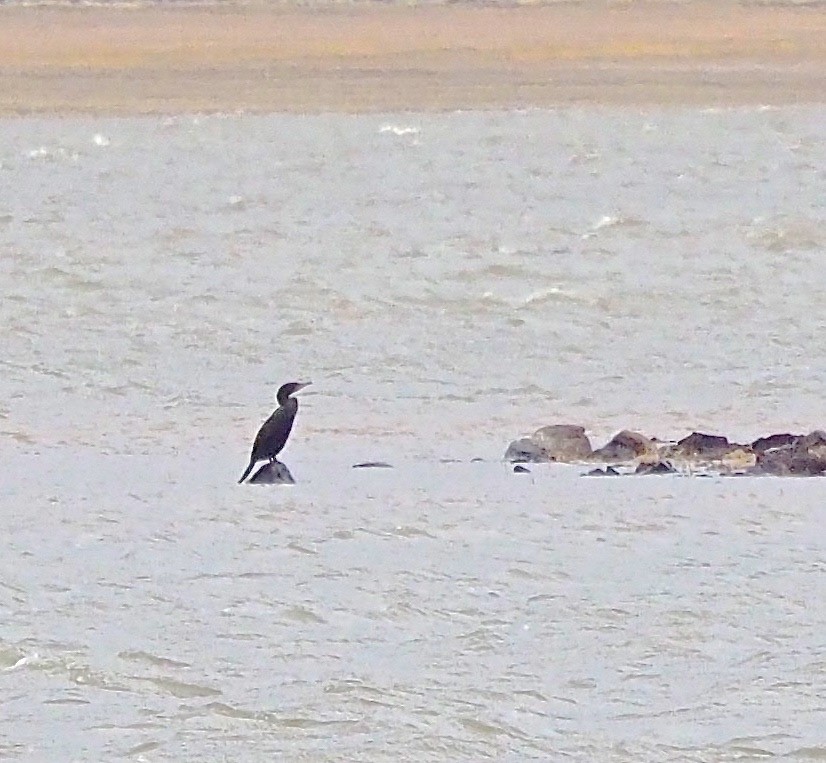 Double-crested Cormorant - Vern Tunnell