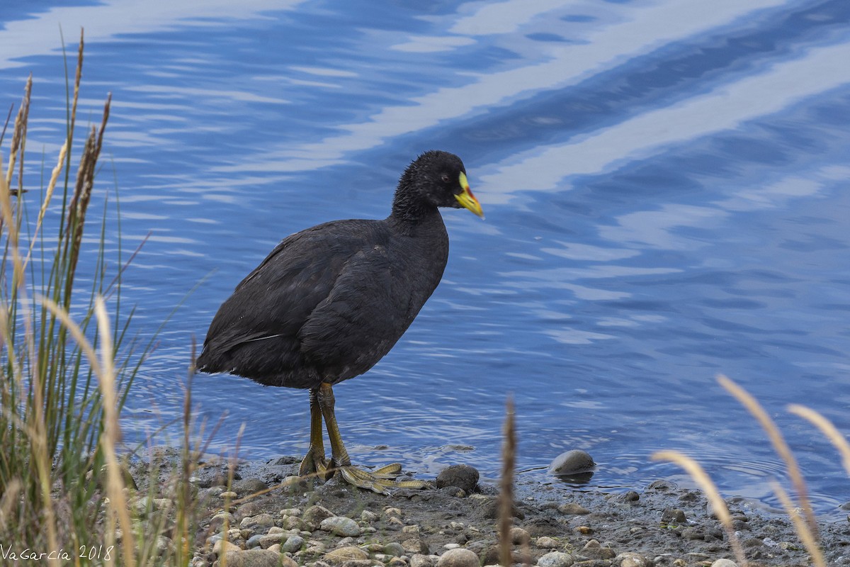 Red-gartered Coot - ML149485411