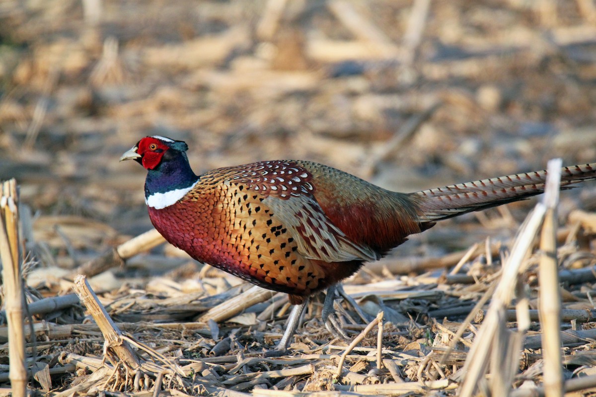Ring-necked Pheasant - ML149488161