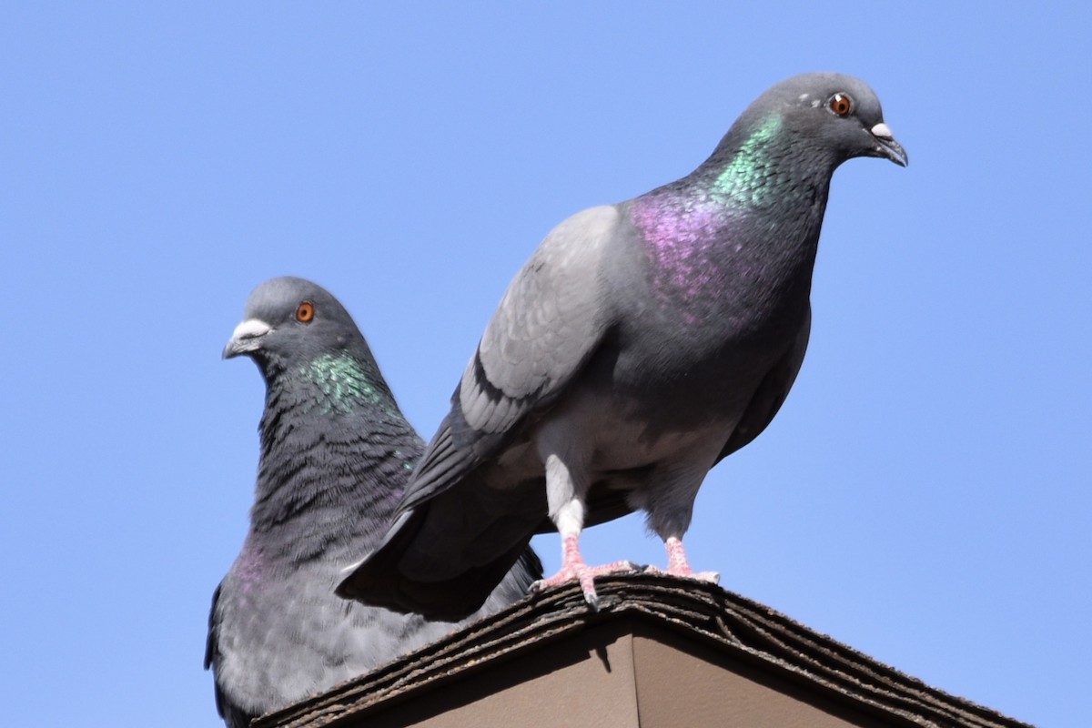 Rock Pigeon (Feral Pigeon) - Tom E. Johnson