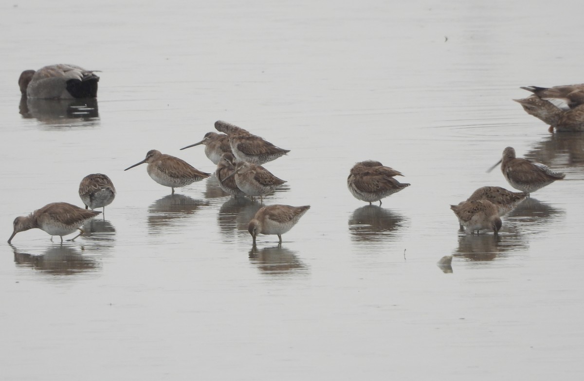 Long-billed Dowitcher - ML149488441
