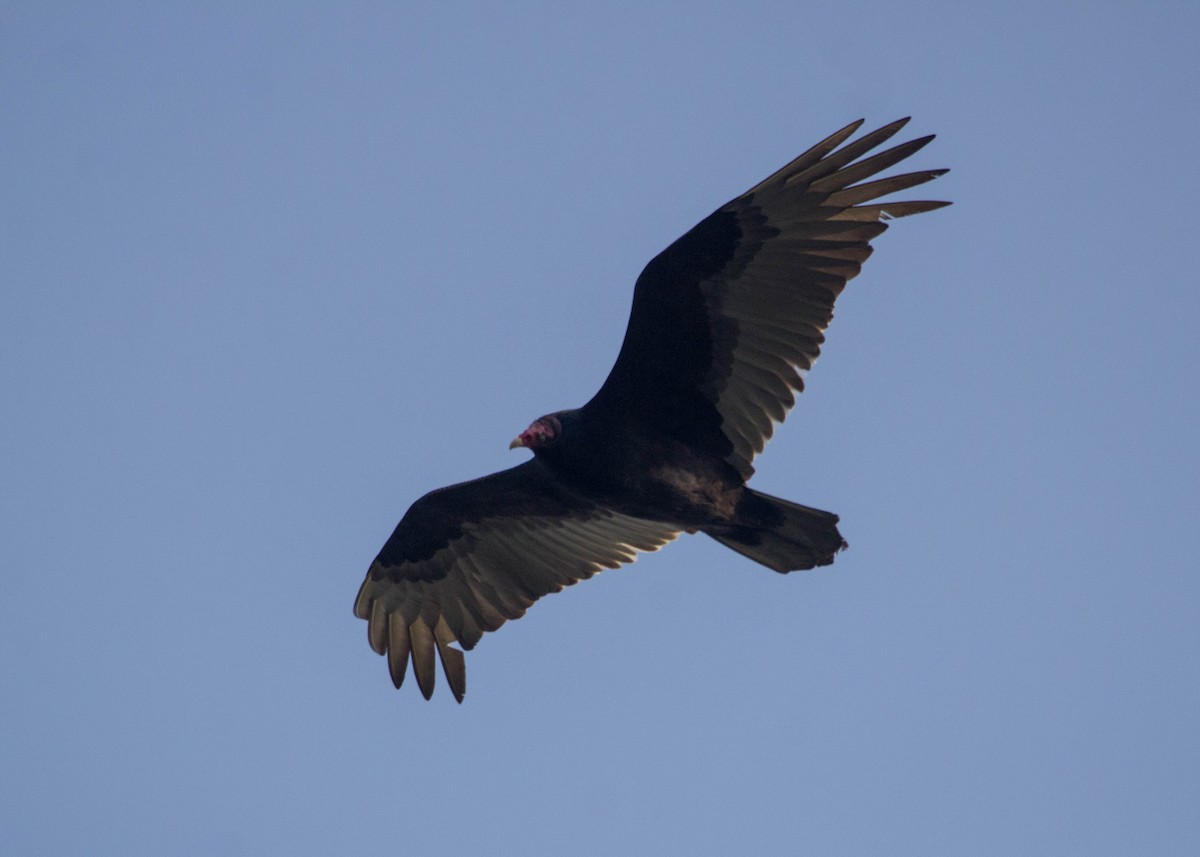 Turkey Vulture - ML149490191
