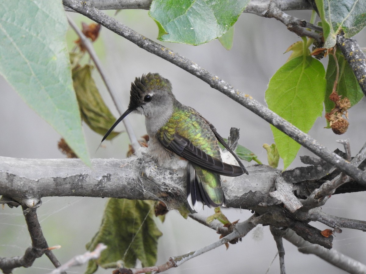 Black-chinned Hummingbird - ML149492361
