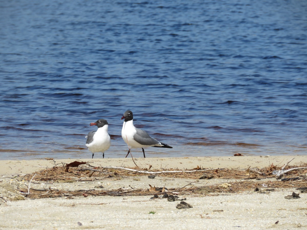 Laughing Gull - Becky Laboy