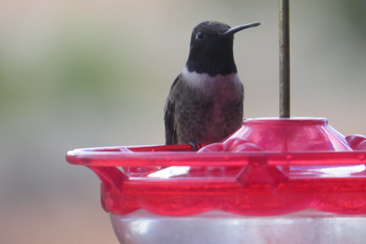 Black-chinned Hummingbird - ML149495771