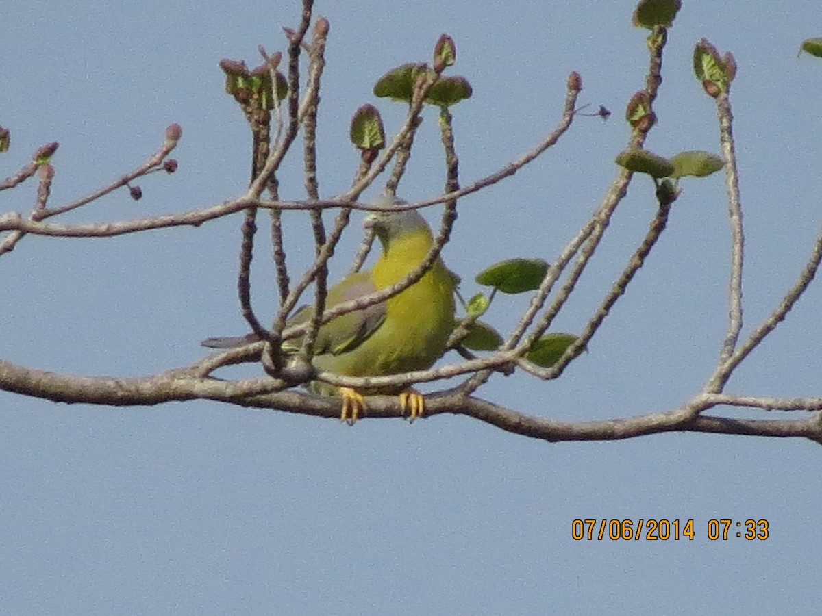 Yellow-footed Green-Pigeon - ML149497521