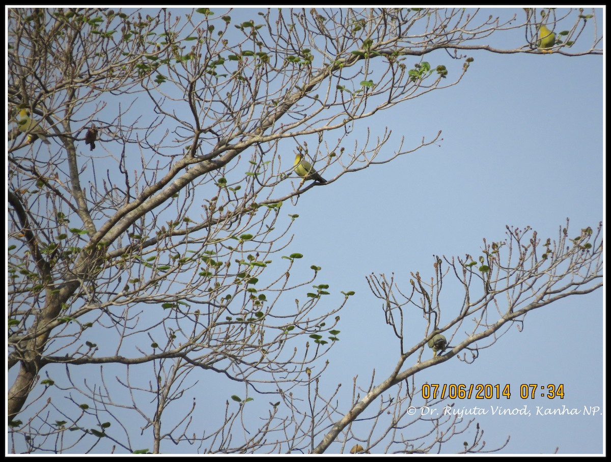 Yellow-footed Green-Pigeon - ML149497551