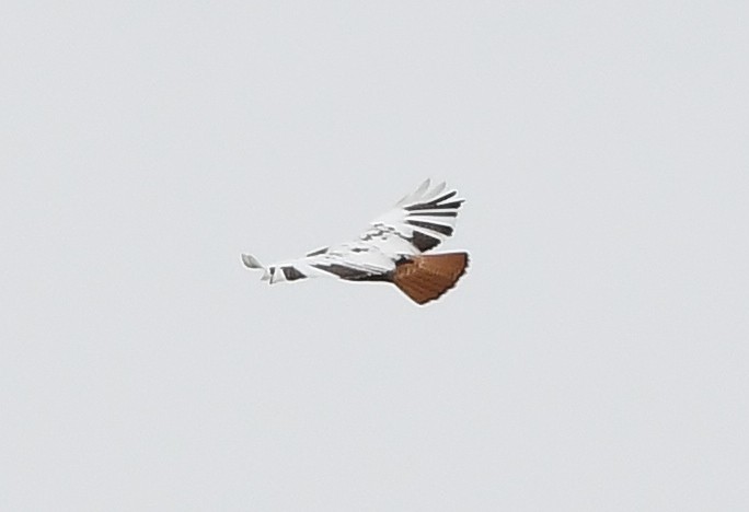 Red-tailed Hawk - ML149499211