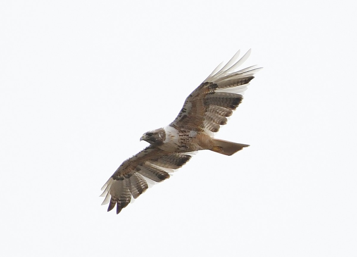 Red-tailed Hawk - ML149499221
