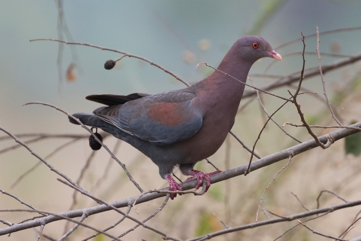Red-billed Pigeon - ML149501581